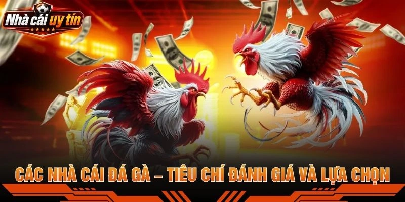 Các Nhà Cái Đá Gà – Tiêu Chí Đánh Giá Và Lựa Chọn