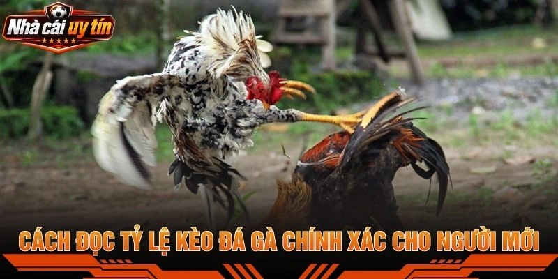 Cách Đọc Tỷ Lệ Kèo Đá Gà Chính Xác Cho Người Mới