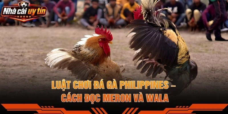 Luật Chơi Đá Gà Philippines – Cách Đọc Meron Và Wala