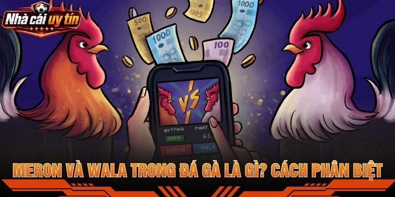 Meron Và Wala Trong Đá Gà Là Gì? Cách Phân Biệt